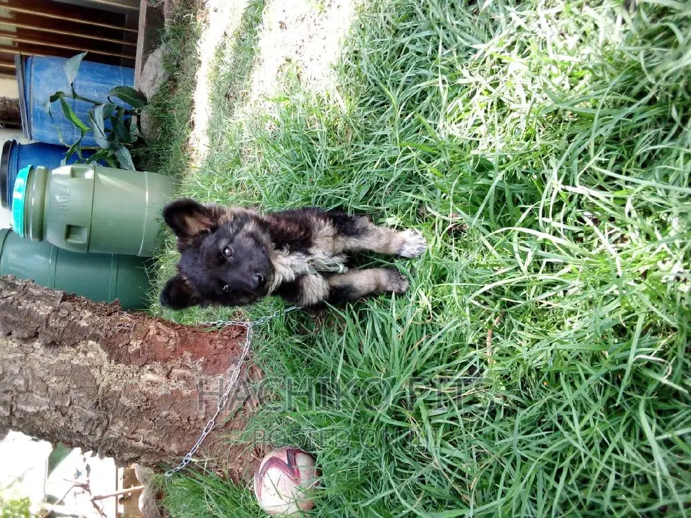 1-3 months Female Purebred German Shepherd