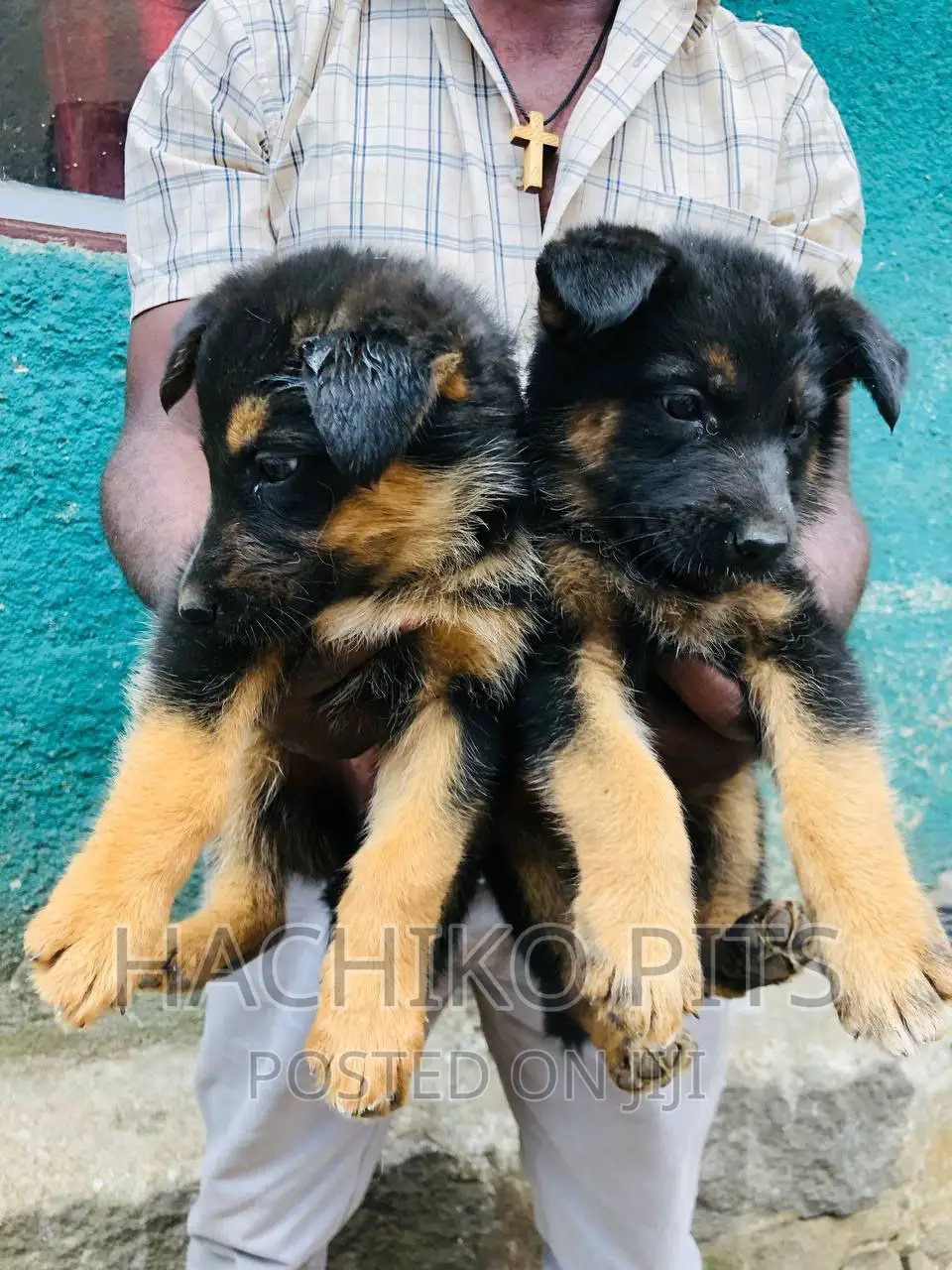 1-3 months Male Purebred German Shepherd