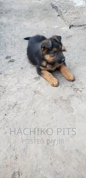 Photo - 1-3 months Male Purebred German Shepherd