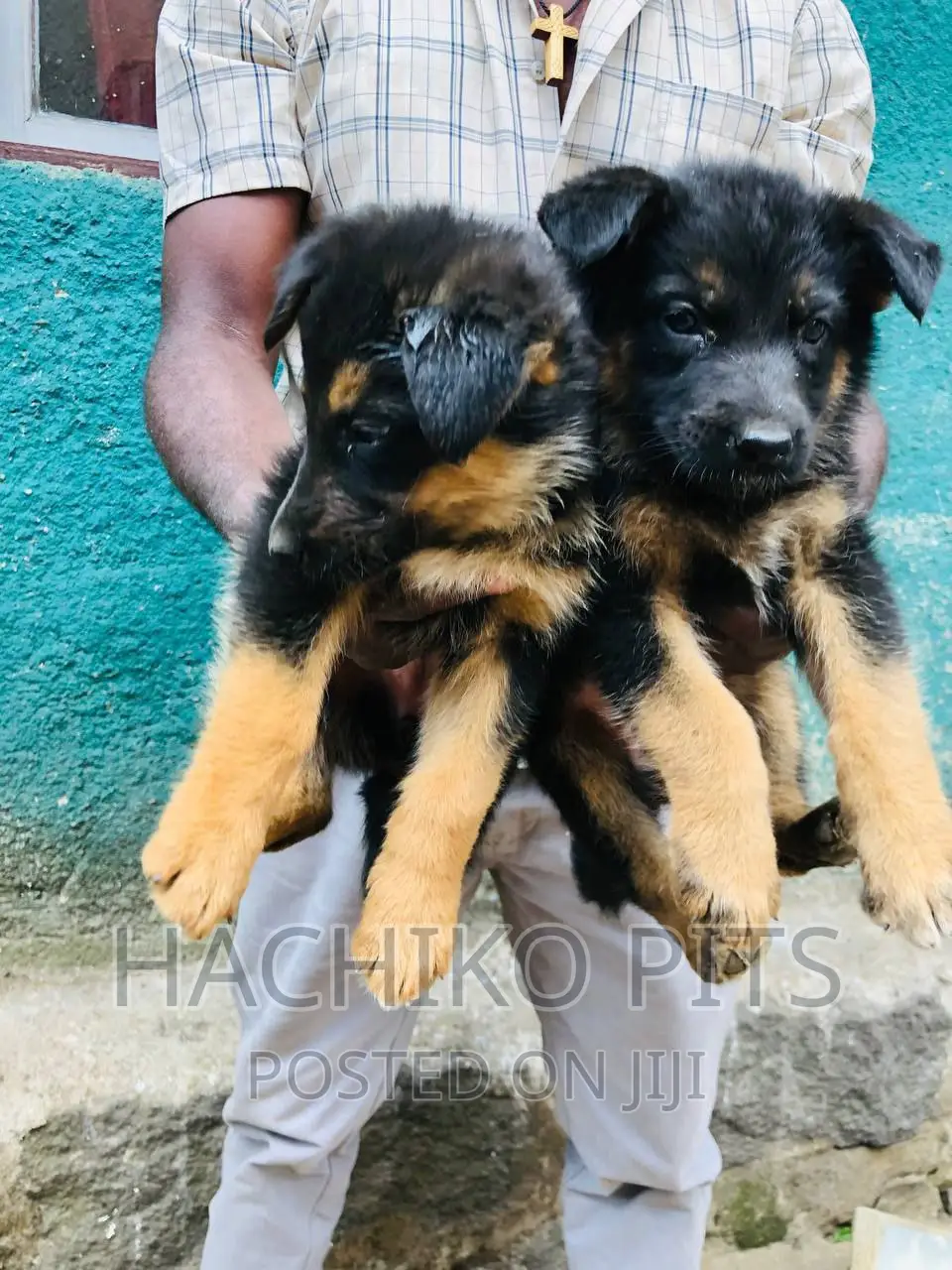 1-3 months Female Purebred German Shepherd