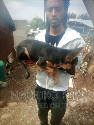 Photo - 1-3 months Male Purebred German Shepherd