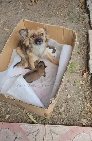 1-3 months Male Purebred Pomeranian