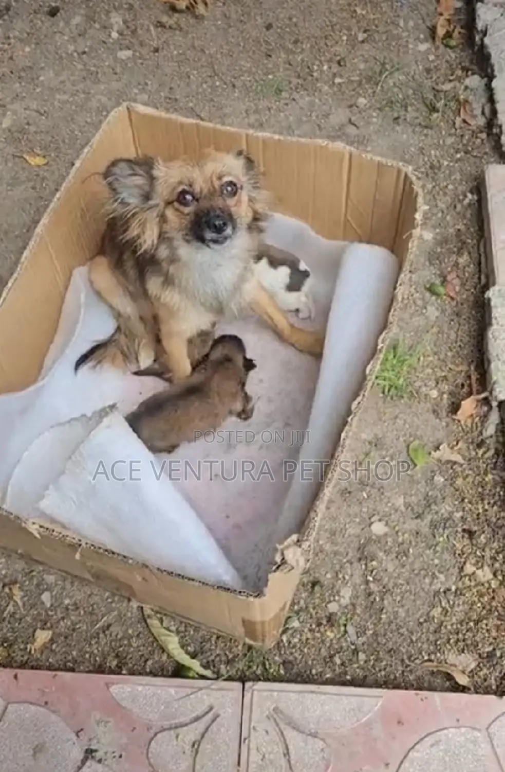 1-3 months Male Purebred Pomeranian