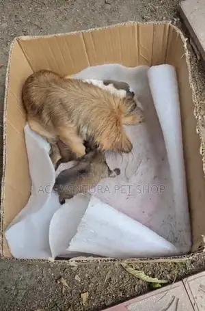 1-3 months Male Purebred Pomeranian