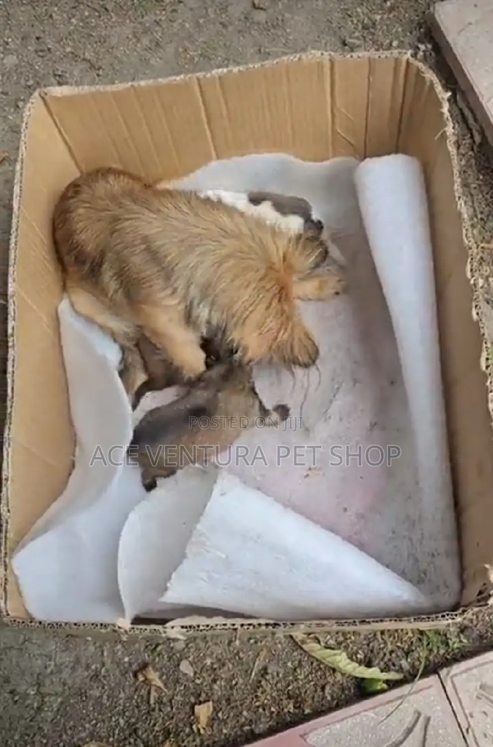 1-3 months Male Purebred Pomeranian