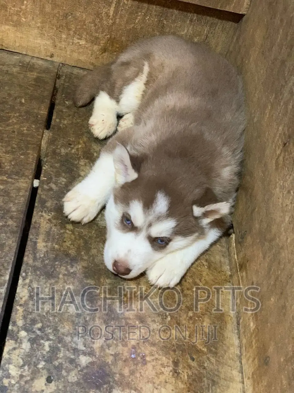 1-3 months Male Purebred Siberian Husky