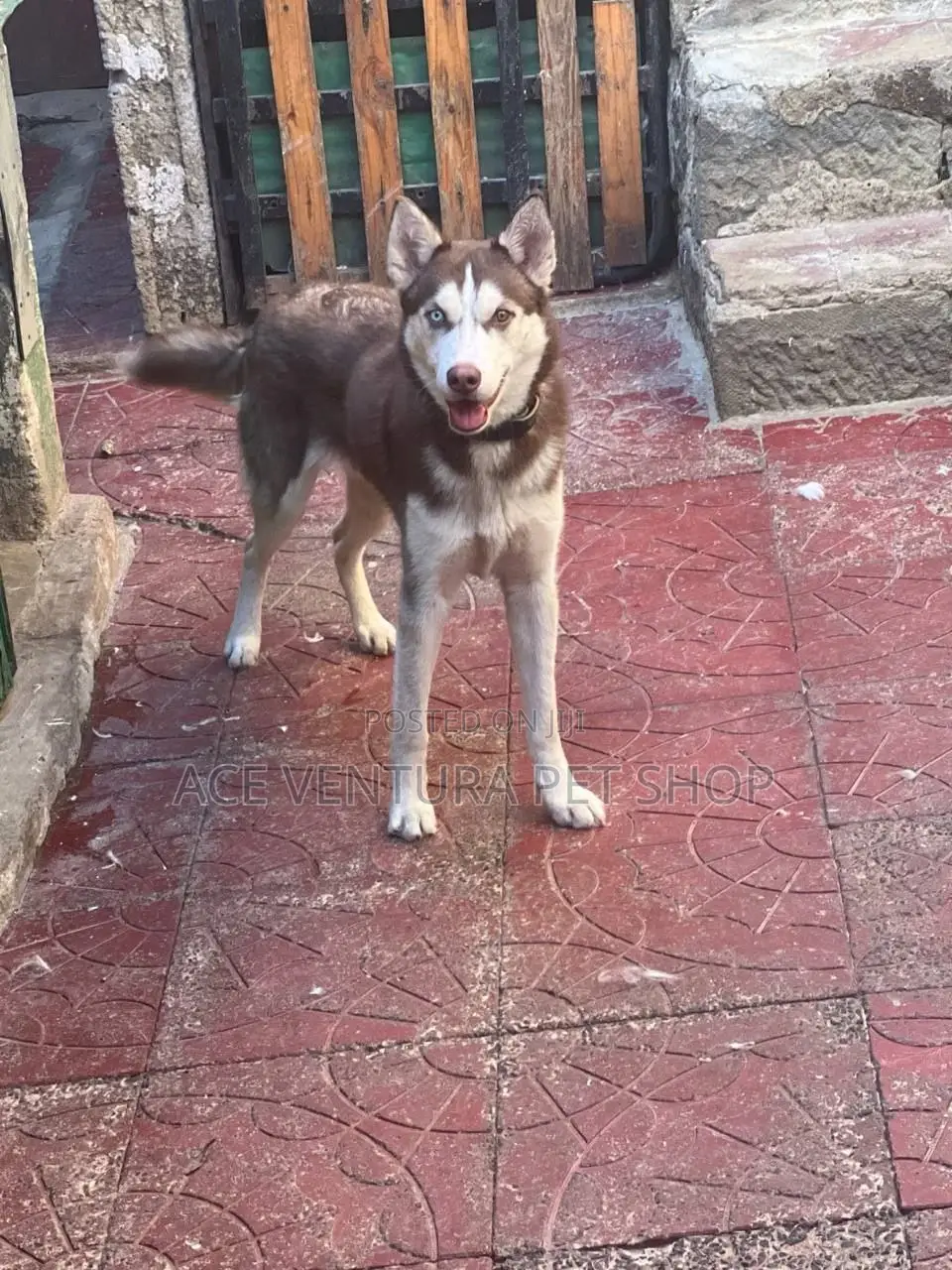 1-3 months Male Purebred Siberian Husky