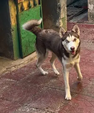 1-3 months Male Purebred Siberian Husky