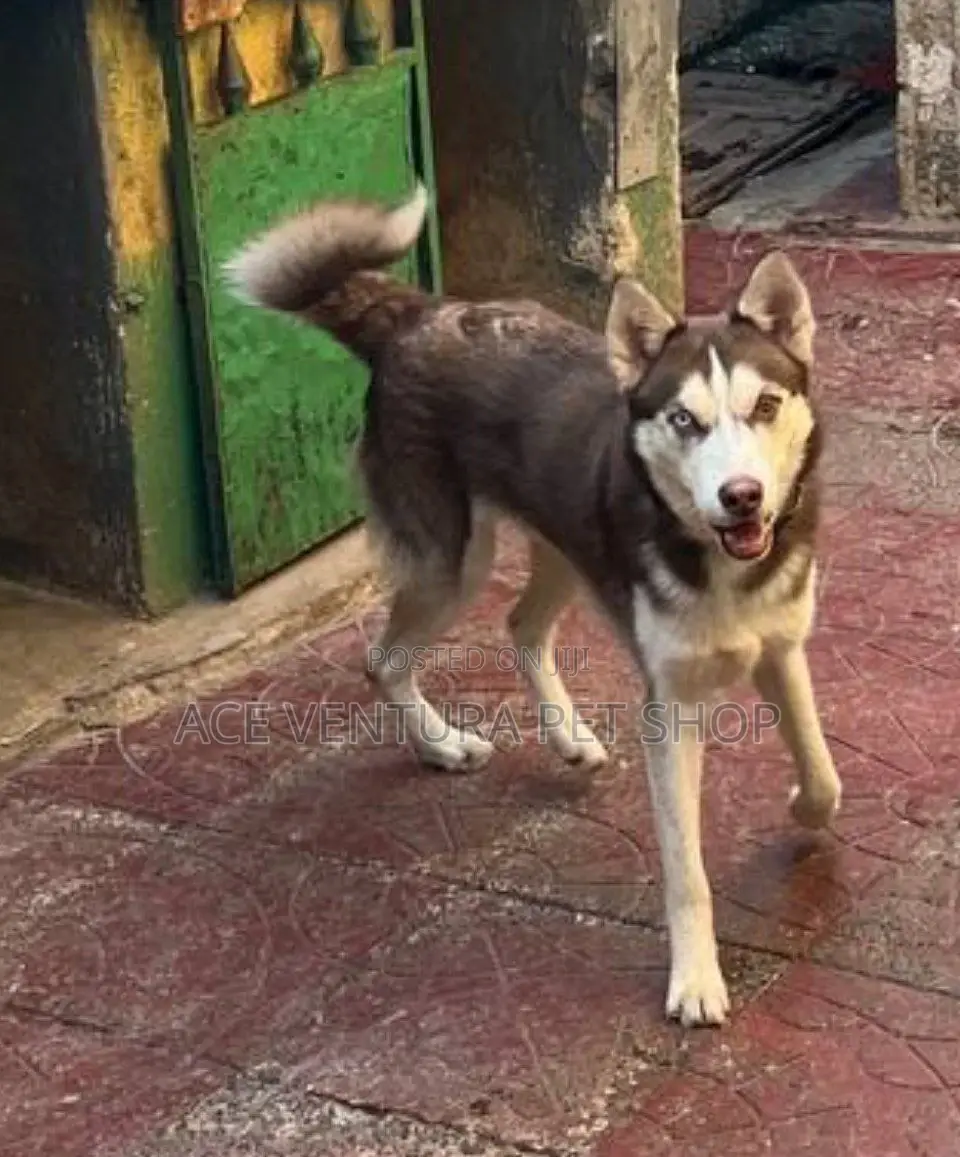 1-3 months Male Purebred Siberian Husky