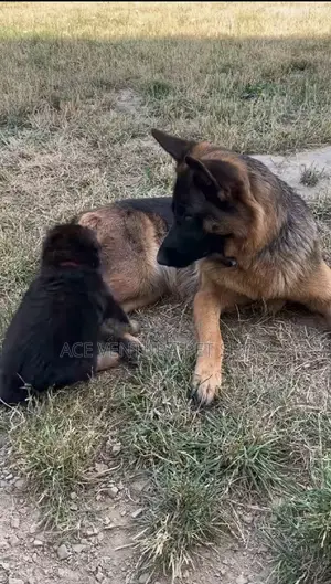 Photo - 1-3 months Male Purebred German Shepherd