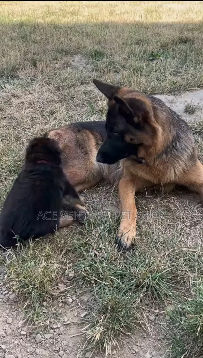 1-3 months Male Purebred German Shepherd