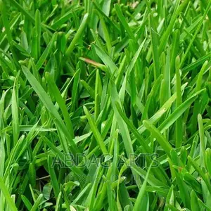 Photo - Kikuyu Grass Seed የሳር ዘር በቅናሽ