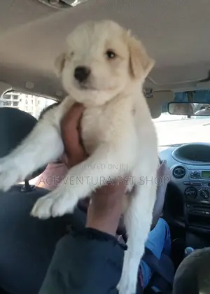 Photo - 1-3 months Male Purebred Maltese