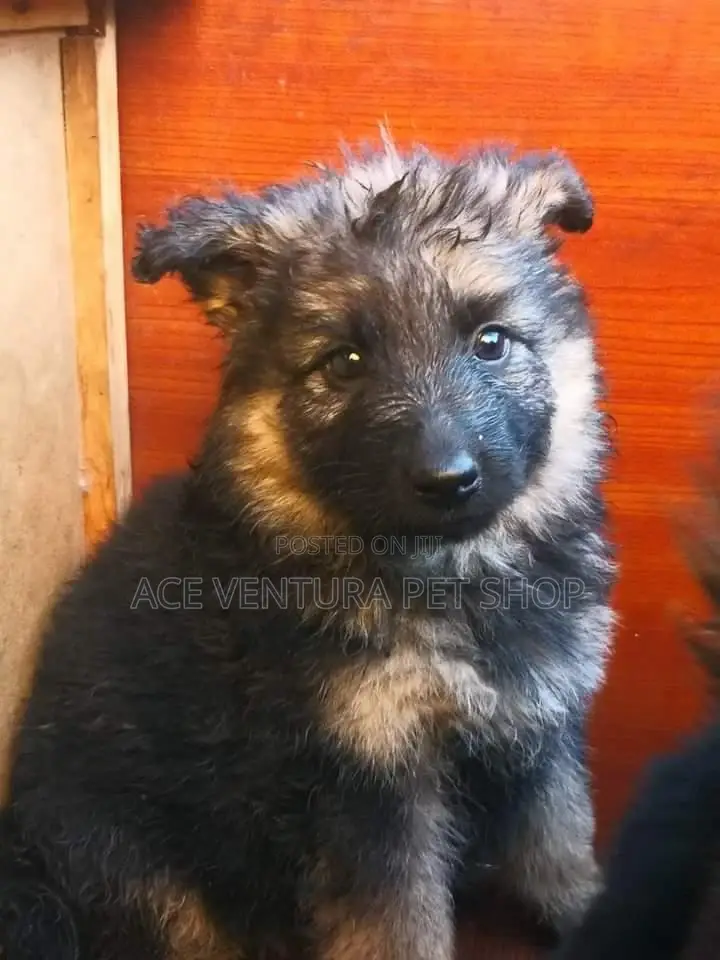 1-3 months Male Purebred German Shepherd