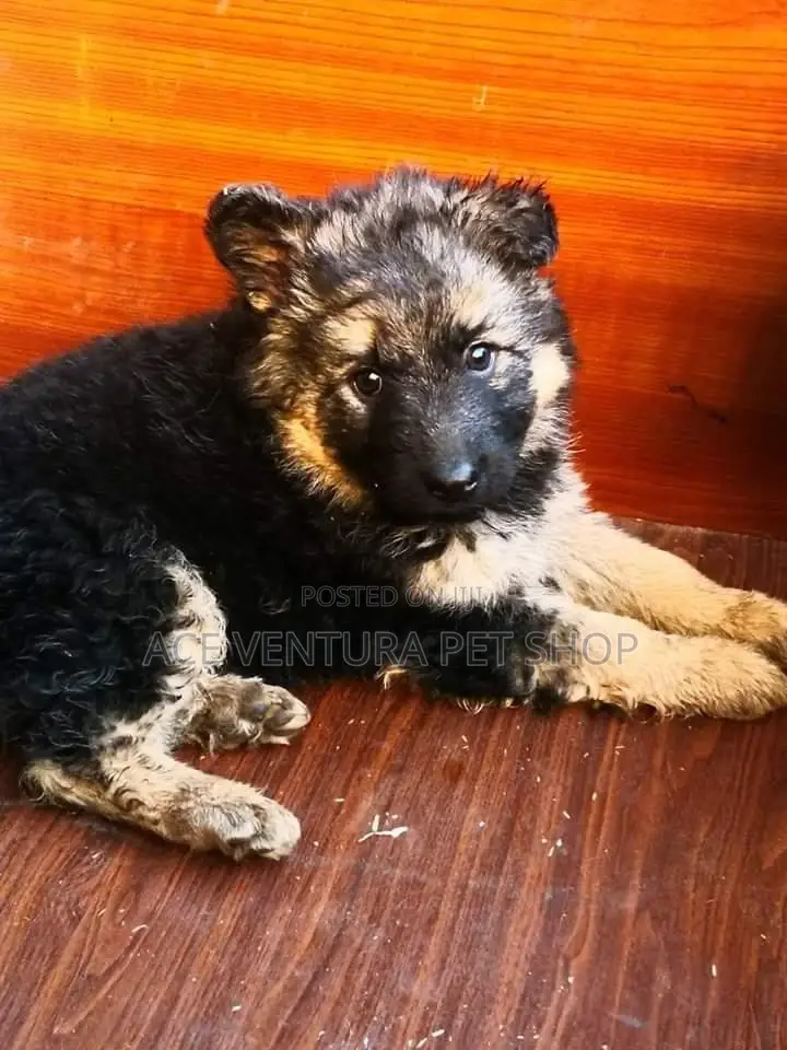 1-3 months Male Purebred German Shepherd