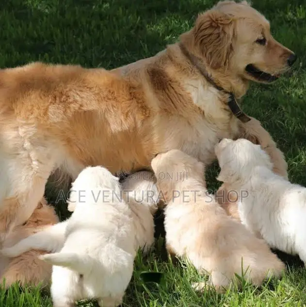 1-3 months Male Purebred Golden Retriever