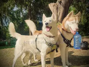 Photo - 1-3 months Male Purebred Siberian Husky
