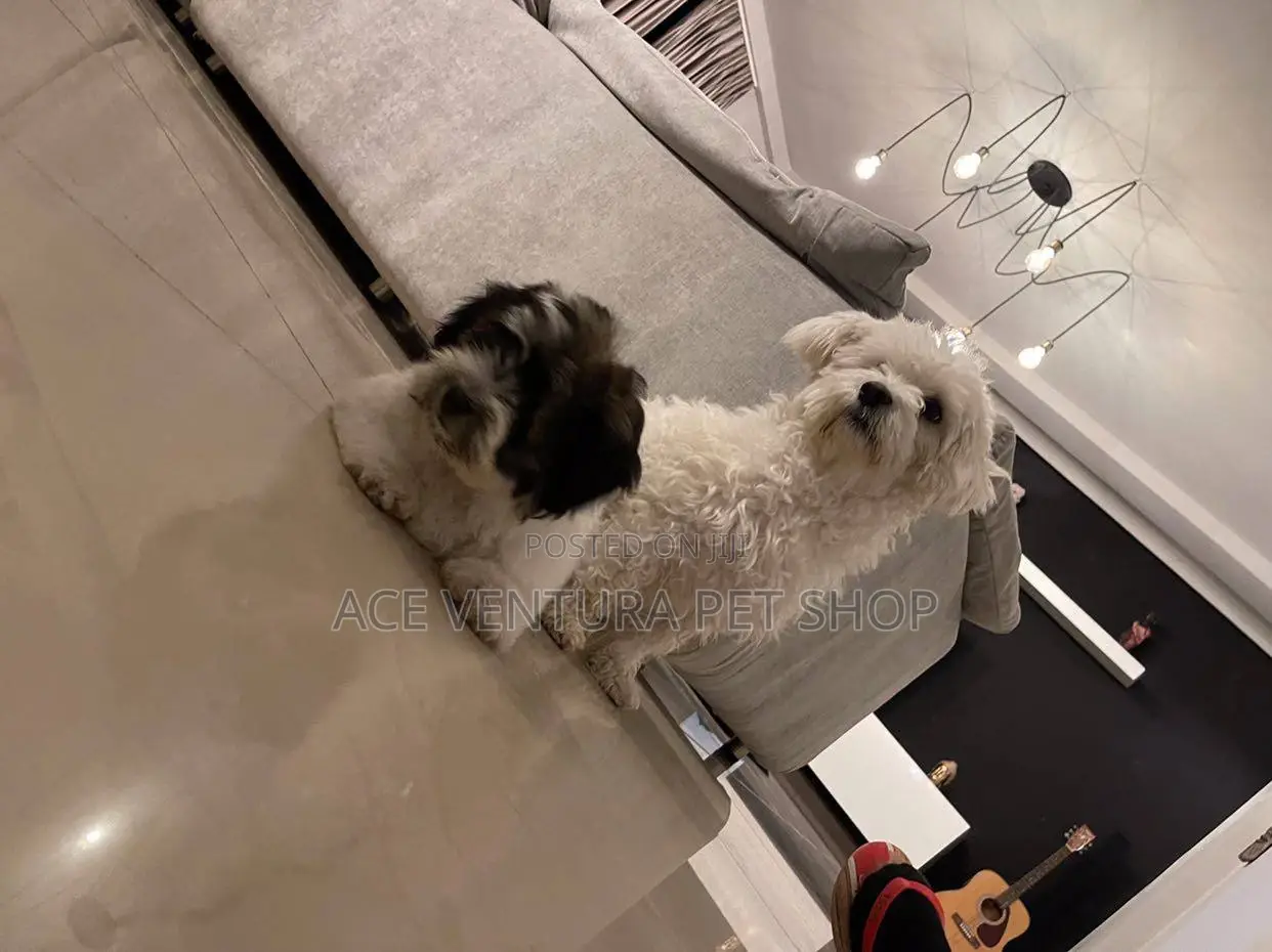 1-3 months Male Purebred Maltese