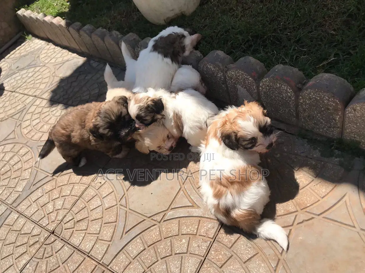 1-3 months Male Purebred Maltese