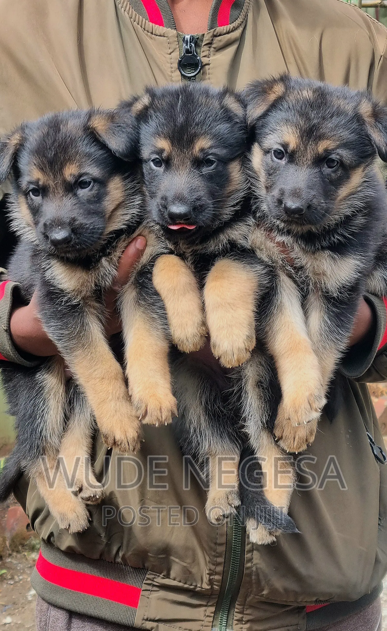 1-3 months Male Purebred German Shepherd