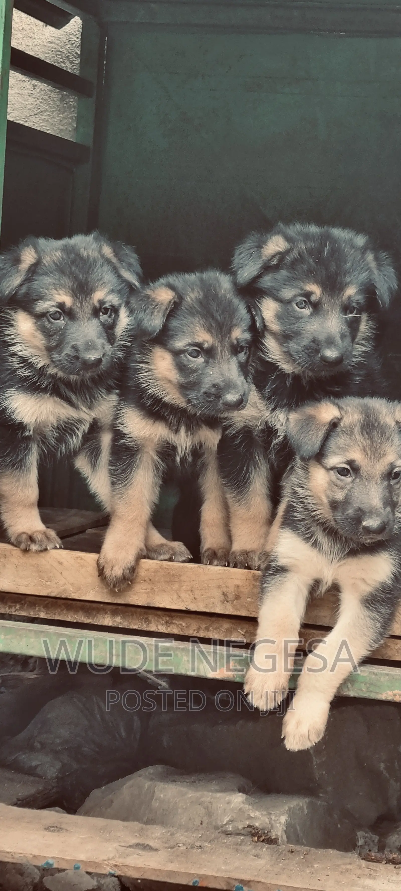 1-3 months Male Purebred German Shepherd