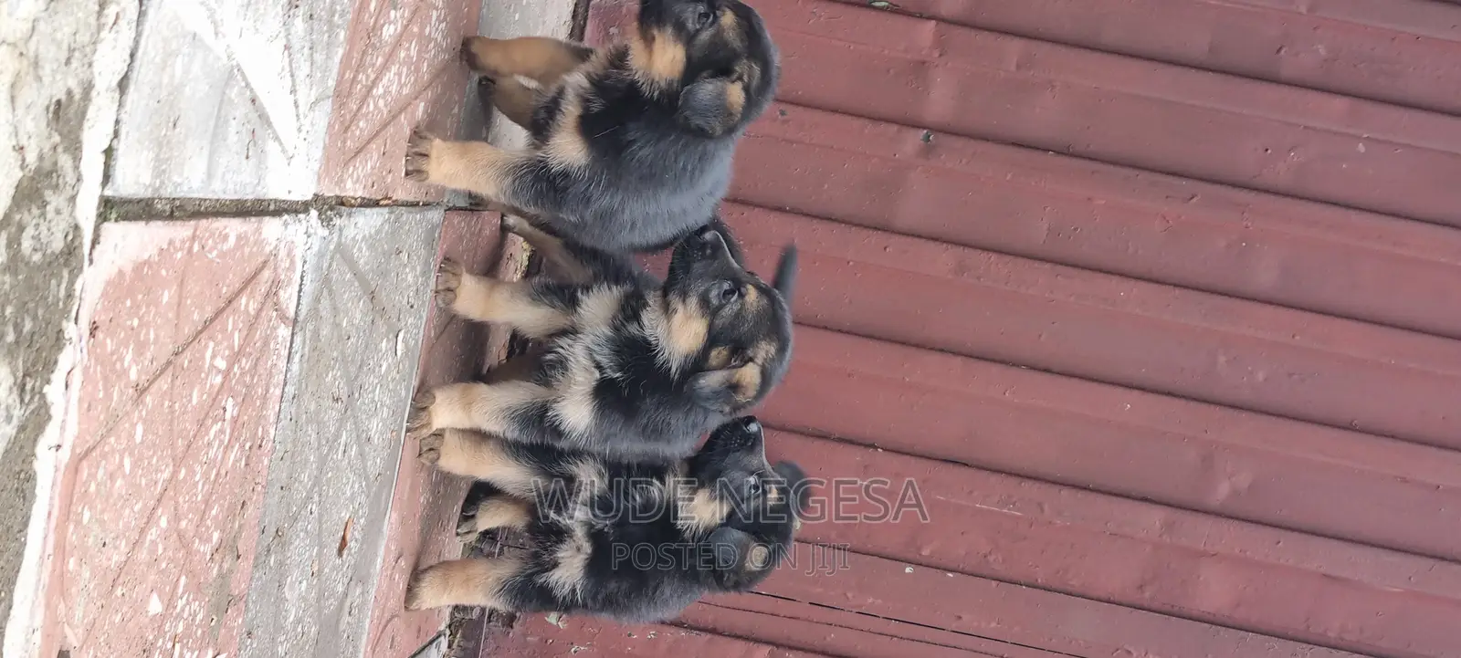 1-3 months Male Purebred German Shepherd