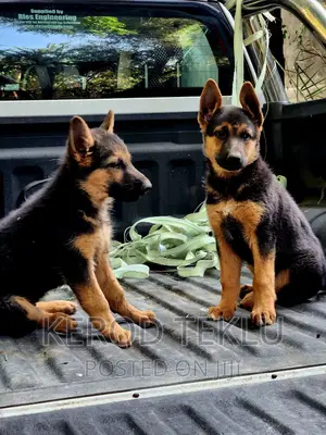 1-3 months Female Purebred German Shepherd