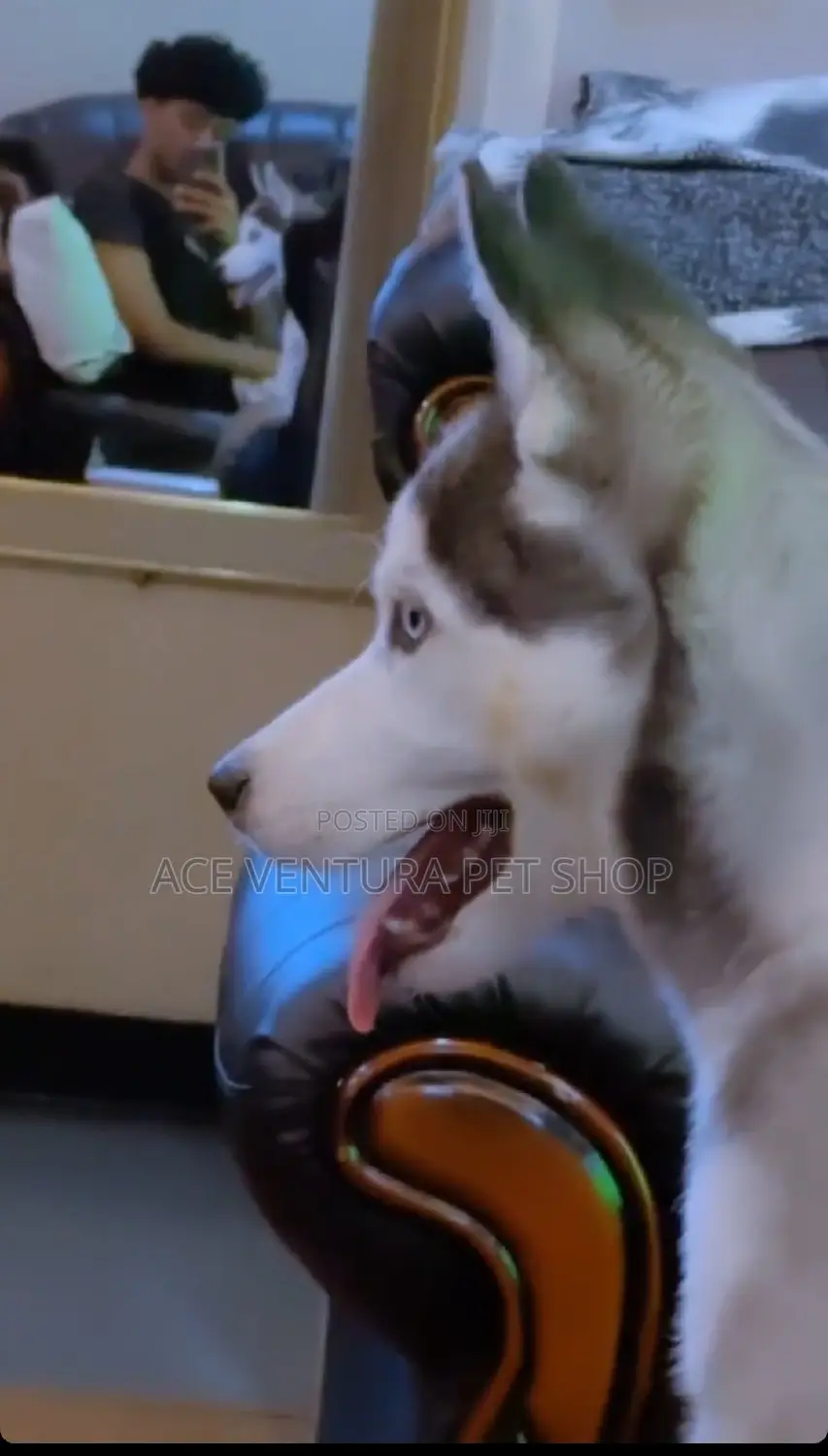 1-3 months Male Purebred Siberian Husky