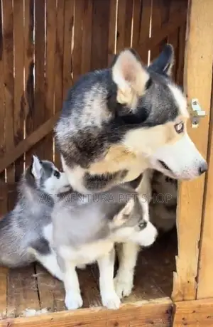 1-3 months Male Purebred Siberian Husky