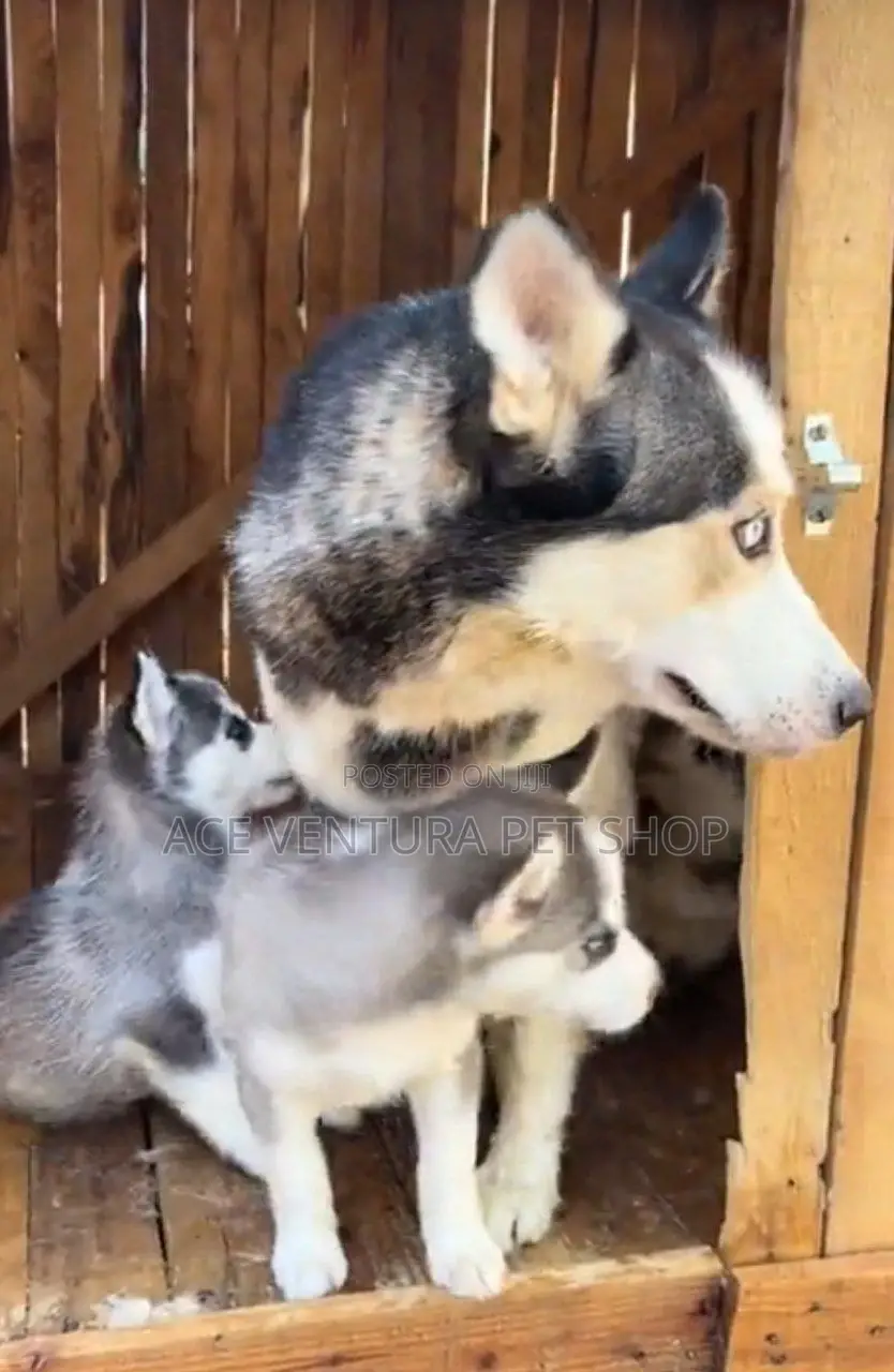 1-3 months Male Purebred Siberian Husky