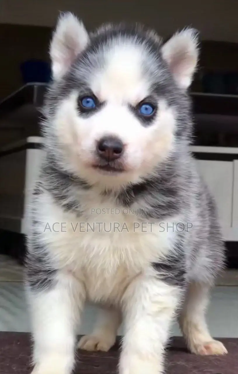 1-3 months Male Purebred Siberian Husky