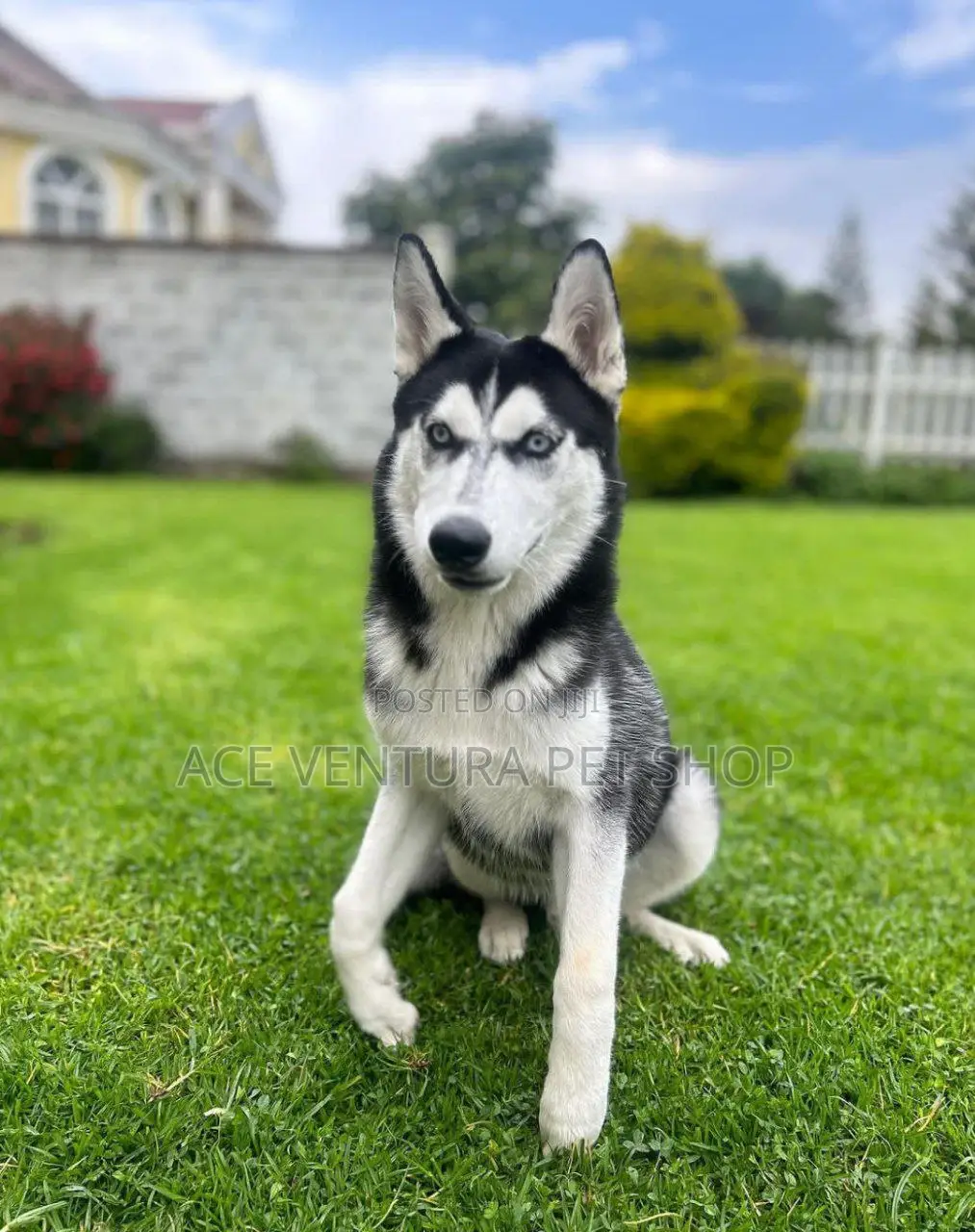 1-3 months Male Purebred Siberian Husky
