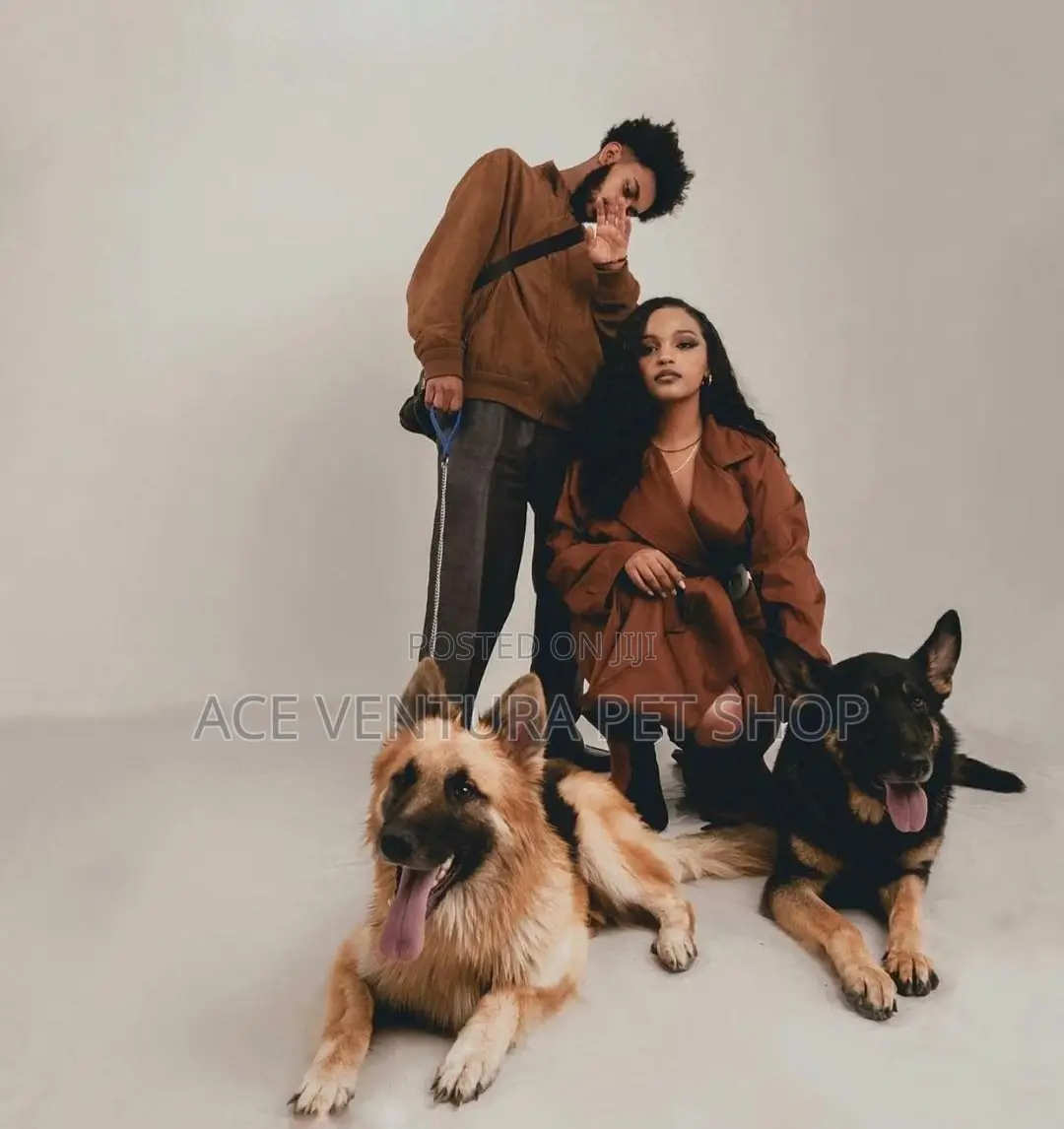 1-3 months Male Purebred German Shepherd