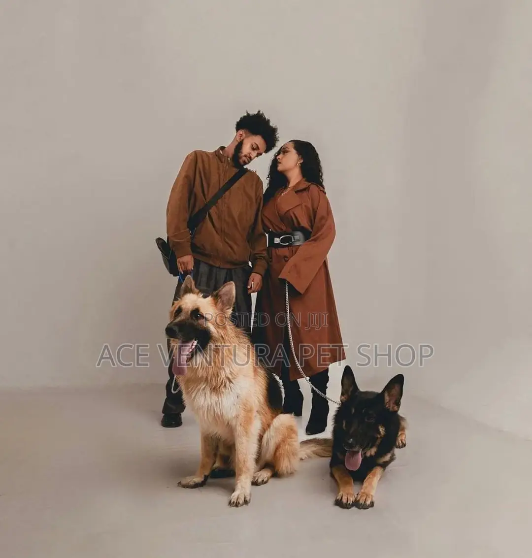 1-3 months Male Purebred German Shepherd