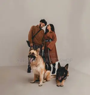 1-3 months Male Purebred German Shepherd