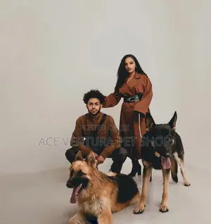 1-3 months Male Purebred German Shepherd