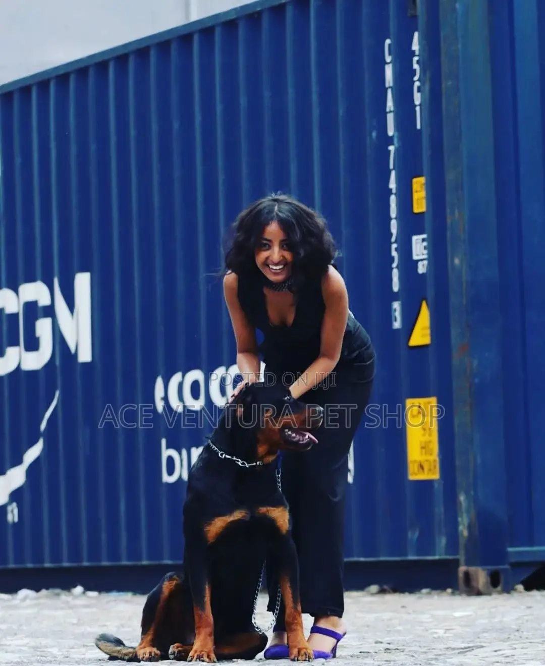 1-3 months Male Purebred Rottweiler