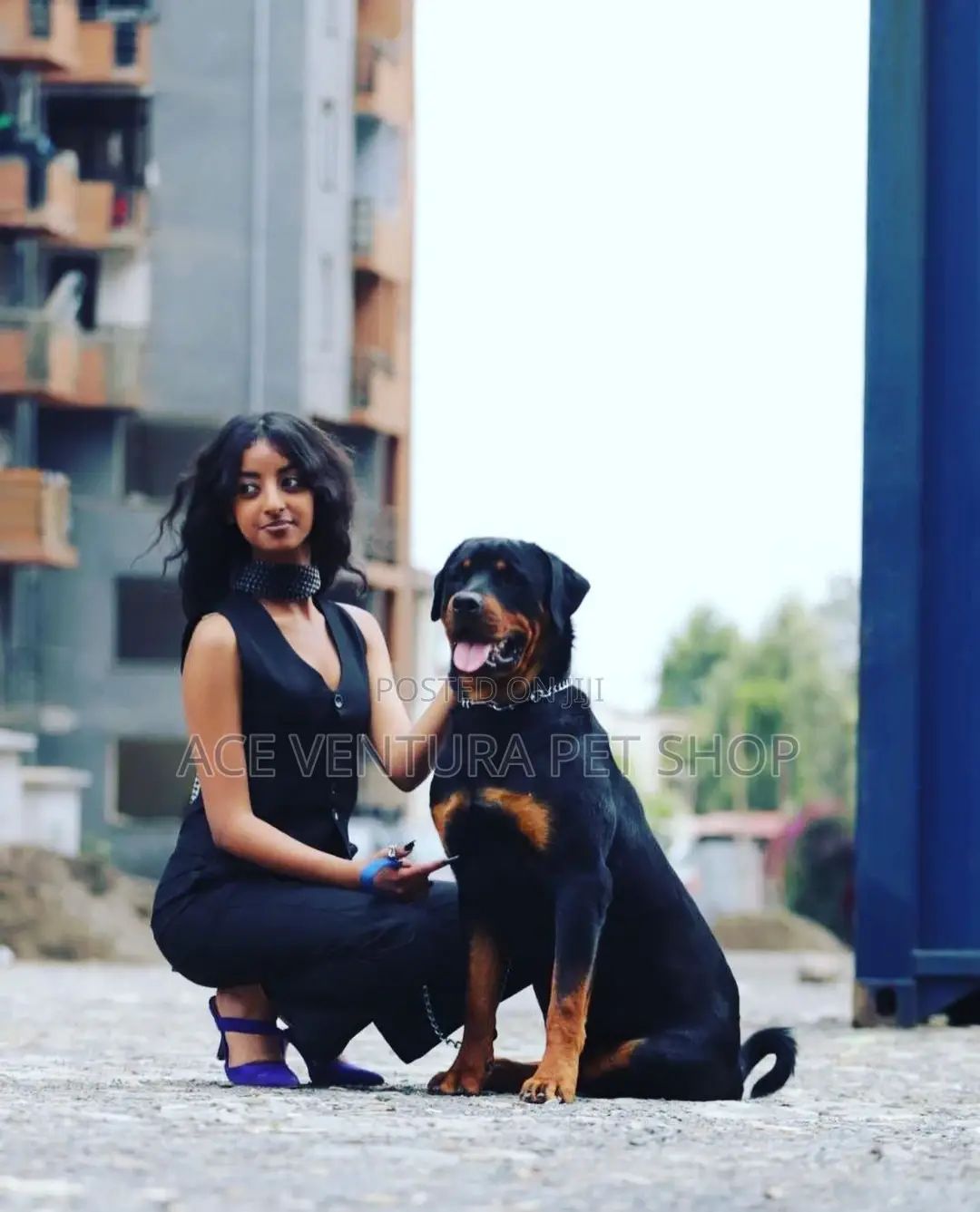 1-3 months Male Purebred Rottweiler