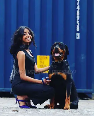 1-3 months Male Purebred Rottweiler