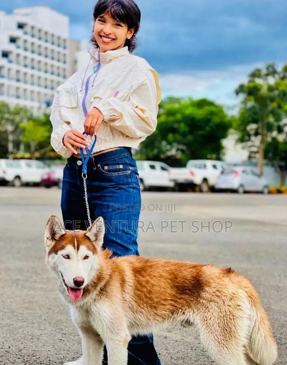 1-3 months Male Purebred Siberian Husky