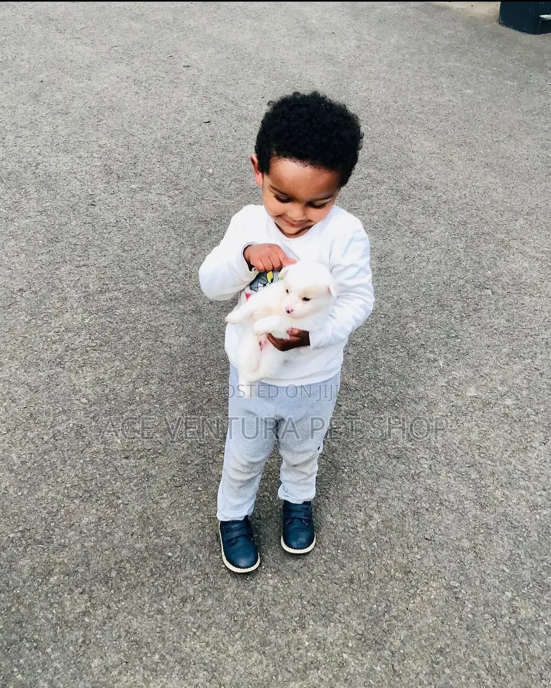 1-3 months Male Purebred Maltese