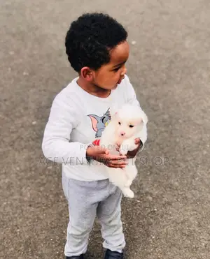 1-3 months Male Purebred Maltese