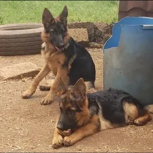 1-3 months Male Purebred German Shepherd