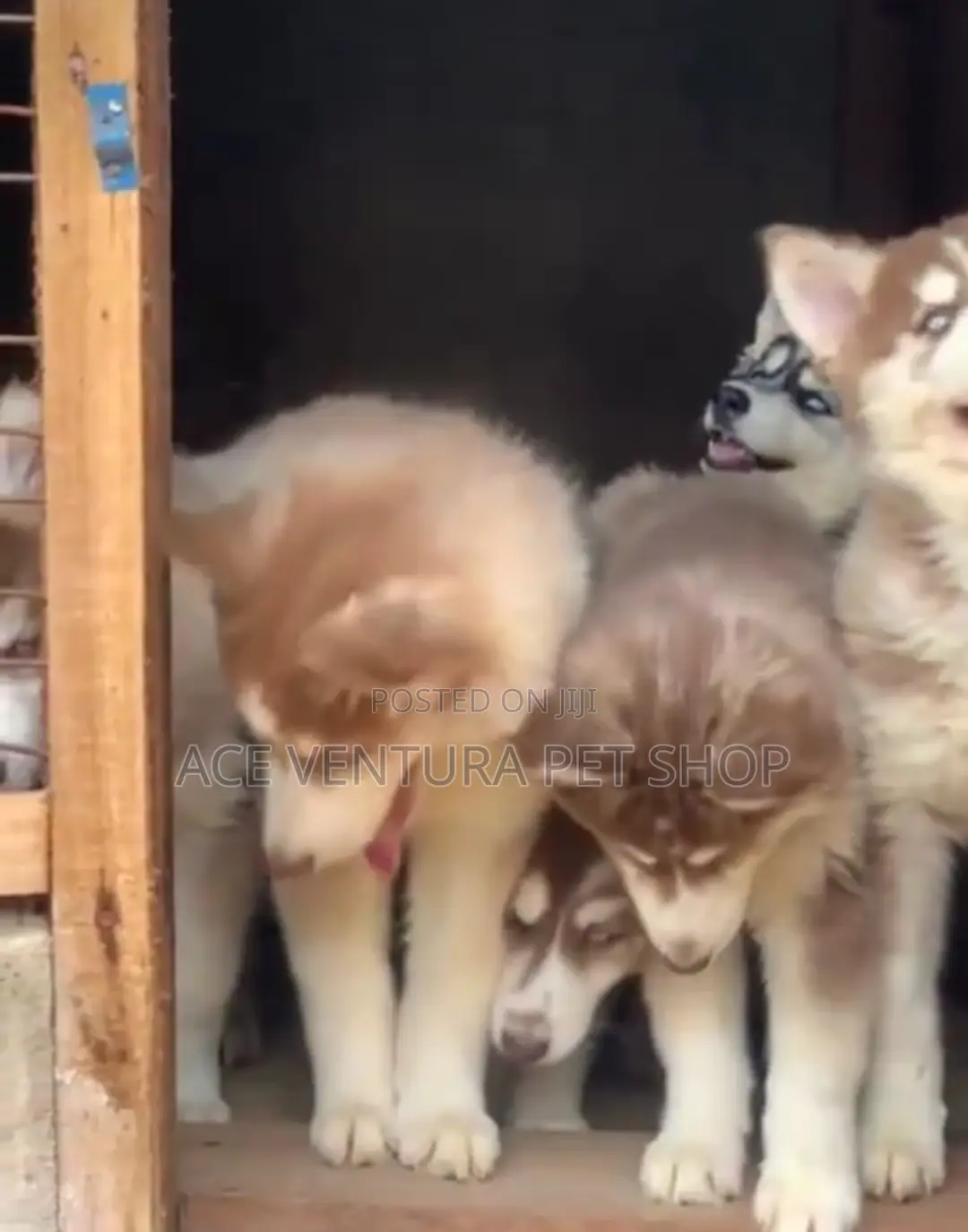 1-3 months Male Purebred Siberian Husky