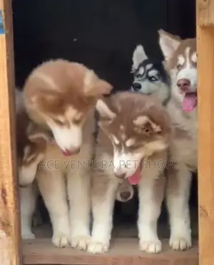 1-3 months Male Purebred Siberian Husky