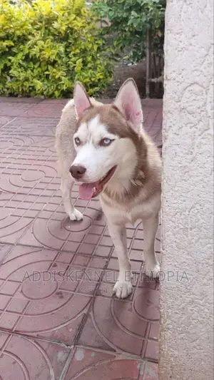 1-3 months Male Purebred Siberian Husky