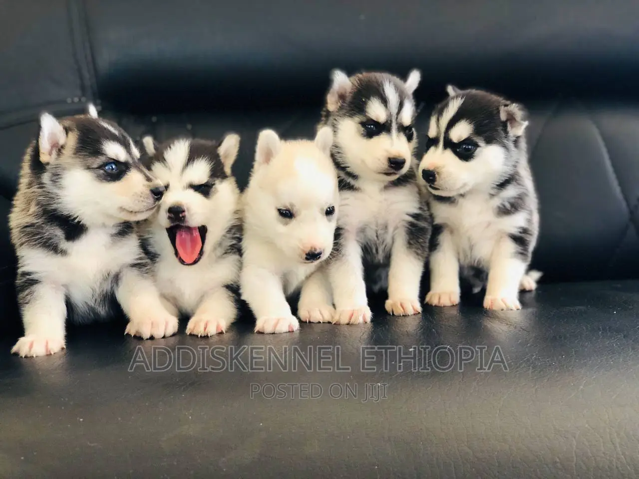 1-3 months Male Purebred Siberian Husky