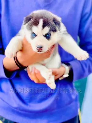 1-3 months Male Purebred Siberian Husky