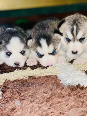1-3 months Male Purebred Siberian Husky