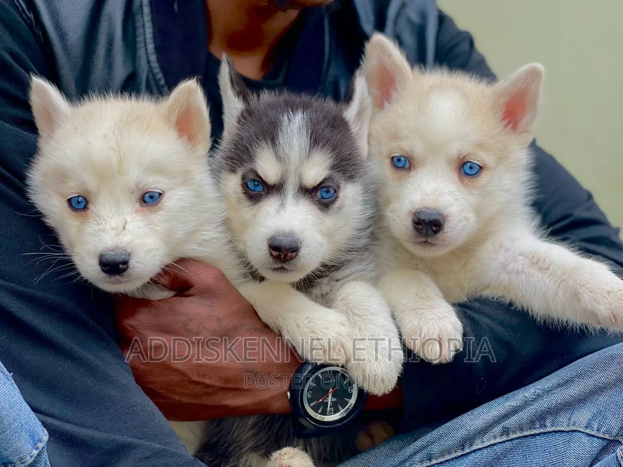 1-3 months Male Purebred Siberian Husky